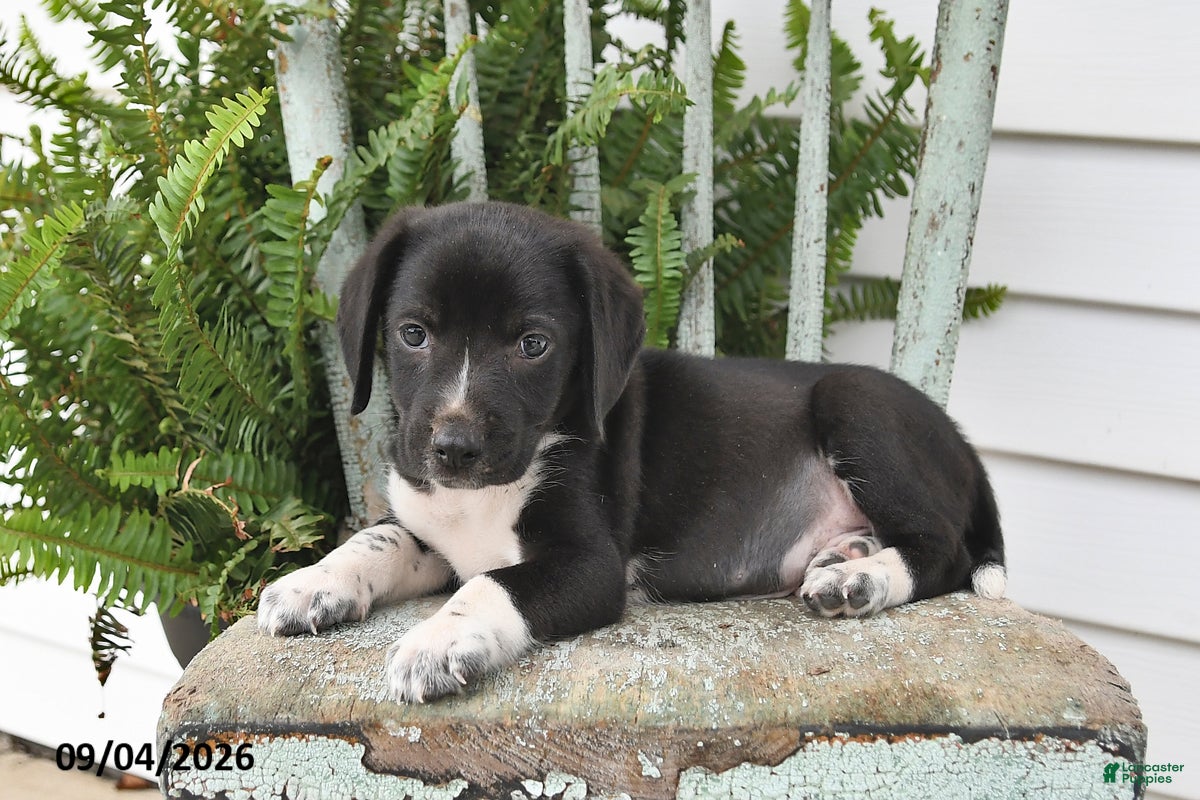 Beagle dogs Rocky - Ad 1