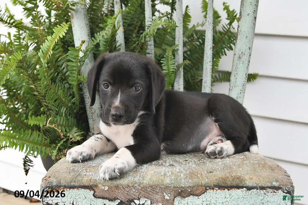 Beagle dogs for sale: Rocky - Ad 1
