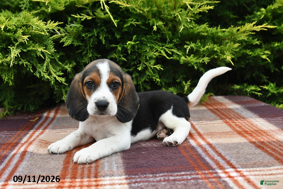 Beagle dogs Blazer - Ad 2