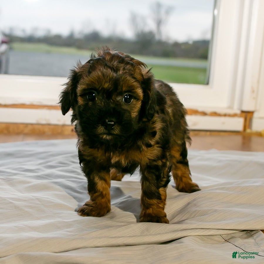 Mixed Breed dogs for sale: Daisy female Shorkie Poo - Ad 2