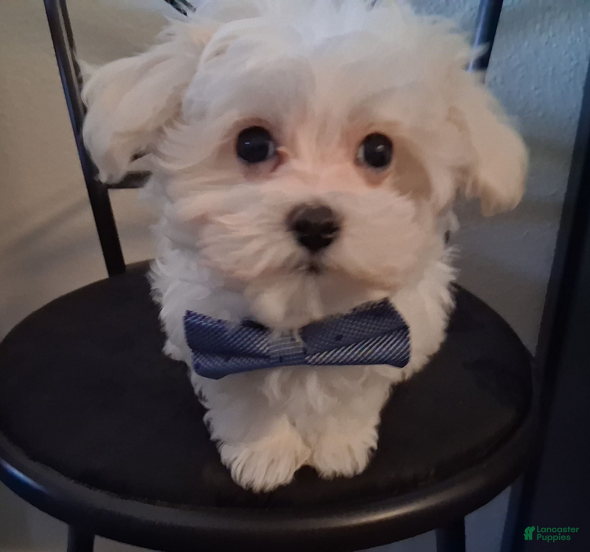 Maltipoo dogs Simon - Ad 1