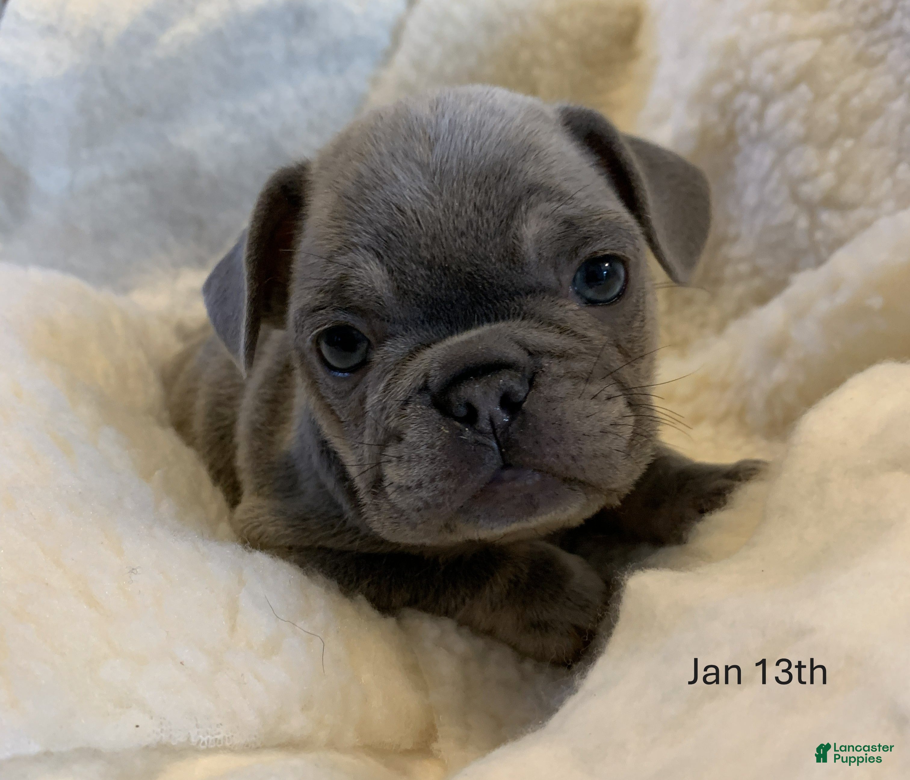 French Bulldog dogs Ivy - Ad 6