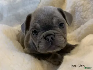 French Bulldog dogs Ivy - Ad 26