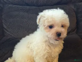Mixed Breed dogs for sale: Beau Boy - Ad 2