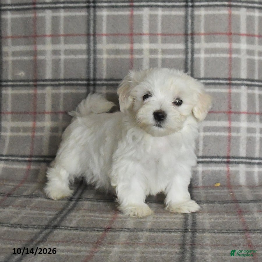 Maltese dogs Polly - Ad 1