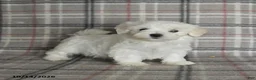 Maltese dogs for sale: Polly - Ad 1