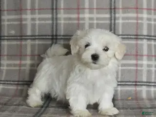 Maltese dogs Polly - Ad 1