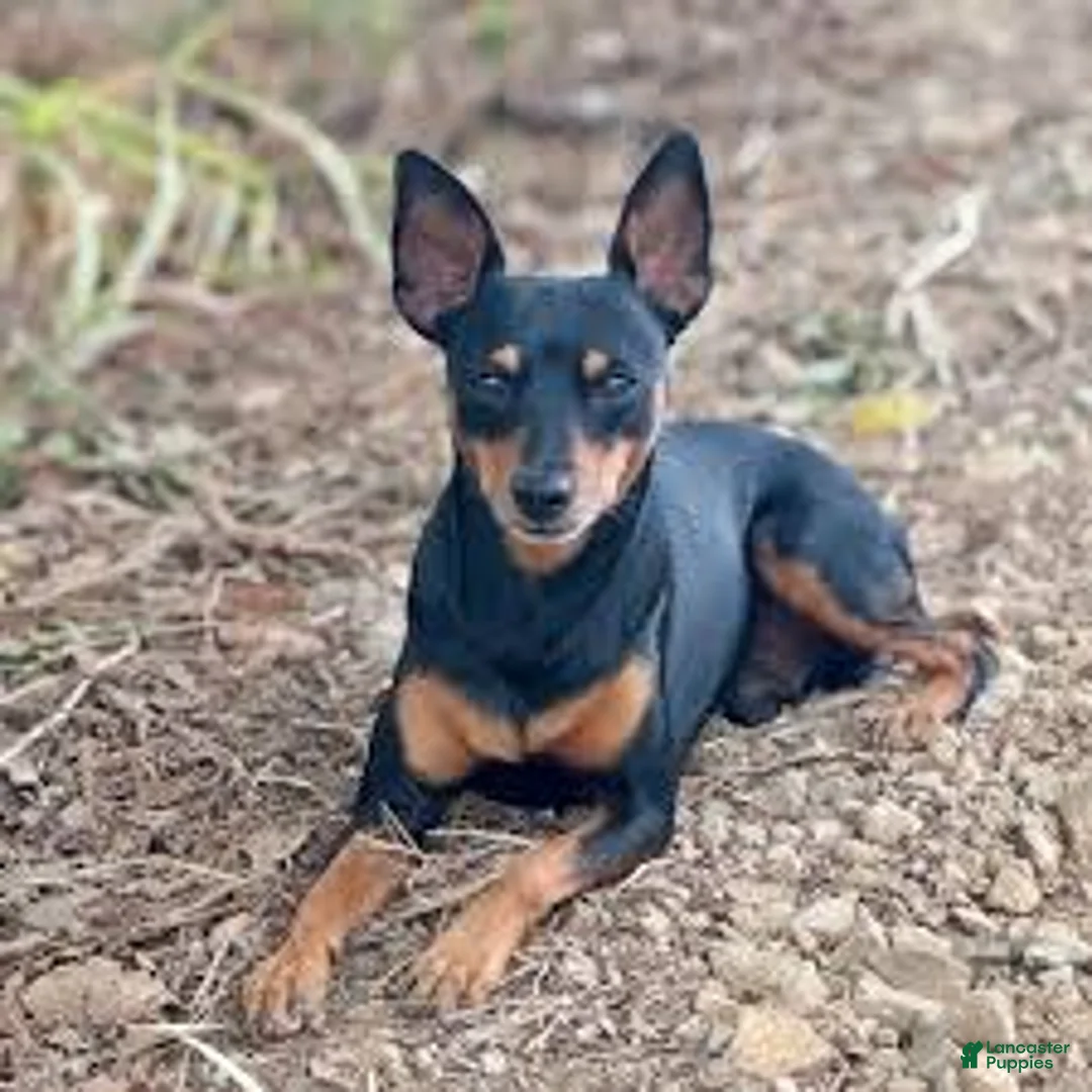 Gallery Image {{count}}