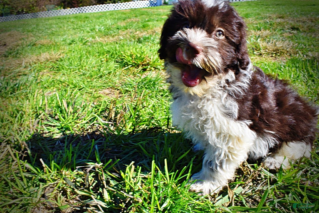 Havapoo dogs for sale: Higgins - Ad 15