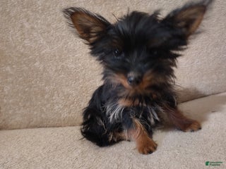 Pomchi dogs Muffin - Ad 2