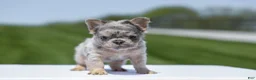 French Bulldog dogs for sale: Jewel - Ad 4