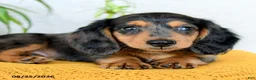 Miniature Dachshund dogs for sale: Callan - Ad 4