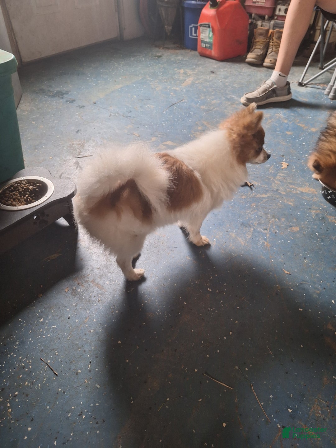 Pomeranian dogs for sale: Stella - Ad 6