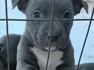 American Staffordshire Terrier dogs American Staffordshire Terrier Puppy 4 - Ad 13