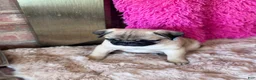 Pug dogs for sale: Pug 1 - Ad 3