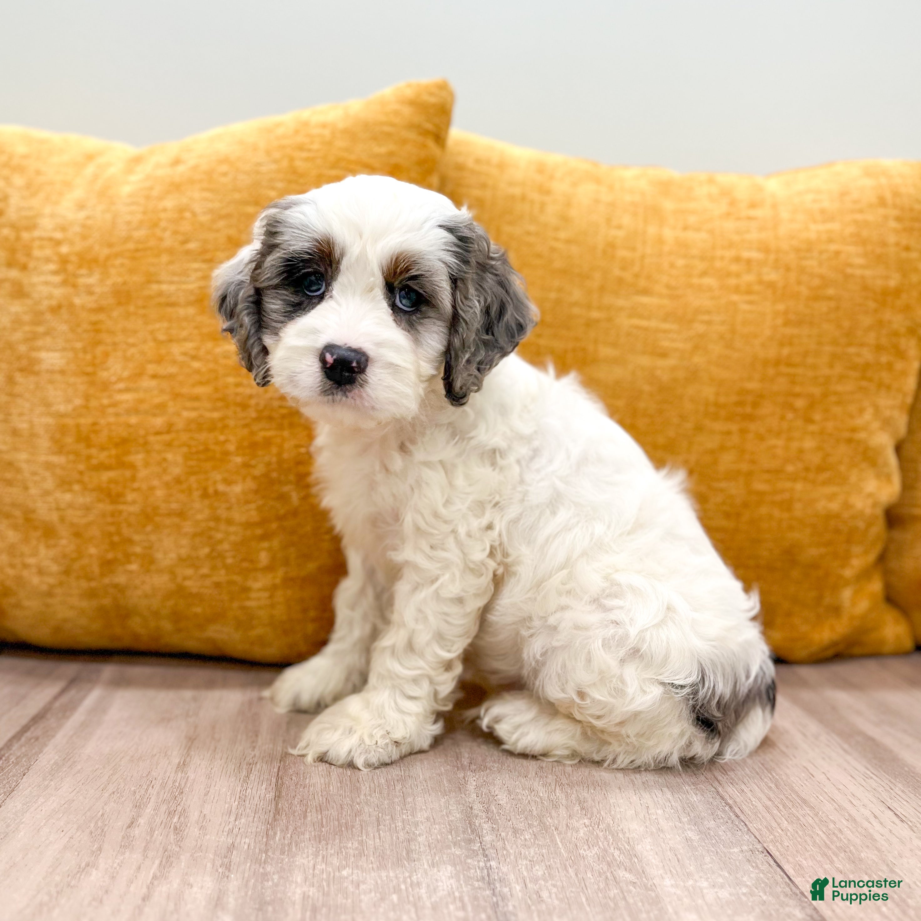 Cockapoo dogs Bruno - Ad 2