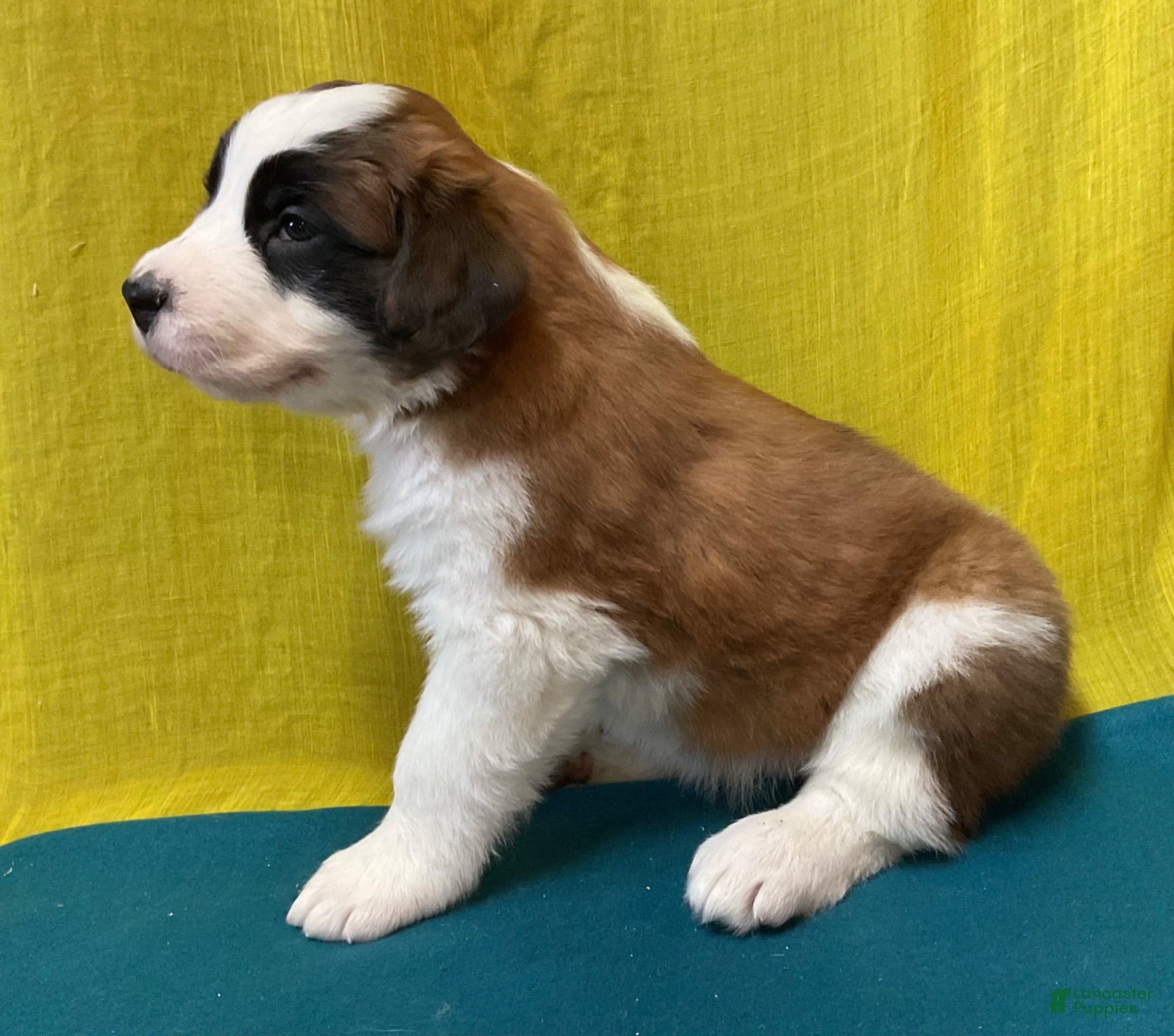 Saint Bernard dogs Saint Bernard Puppy 8 - Ad 1