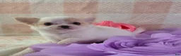 Chihuahua dogs for sale: Tulip - Ad 3