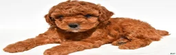 Miniature Poodle dogs for sale: Buddy - Ad 5