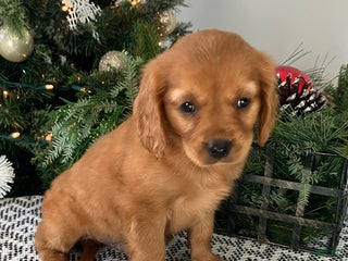 Miniature Golden Retriever dogs Lance - Ad 34