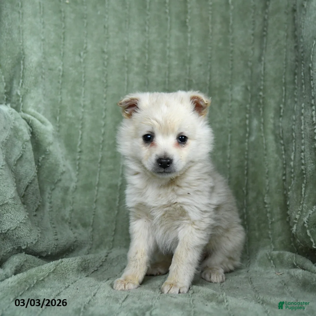 Mixed Breed dogs for sale: Gumdrop - Ad 2