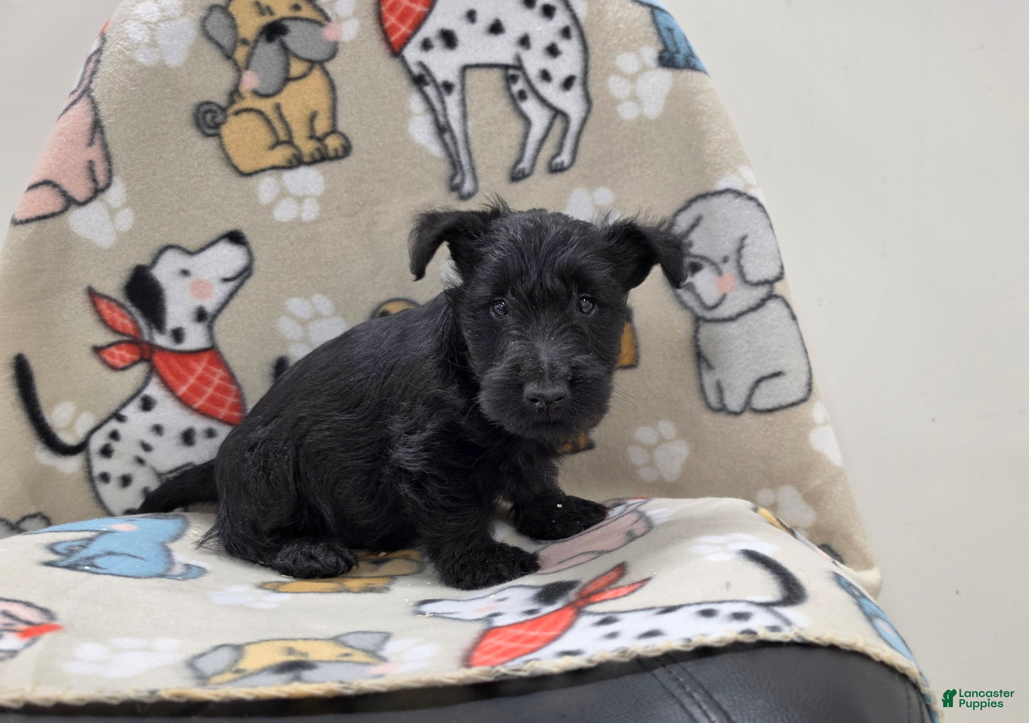 Scottish Terrier dogs for sale: Violet - Ad 2