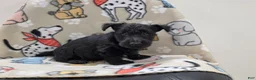Scottish Terrier dogs for sale: Violet - Ad 2