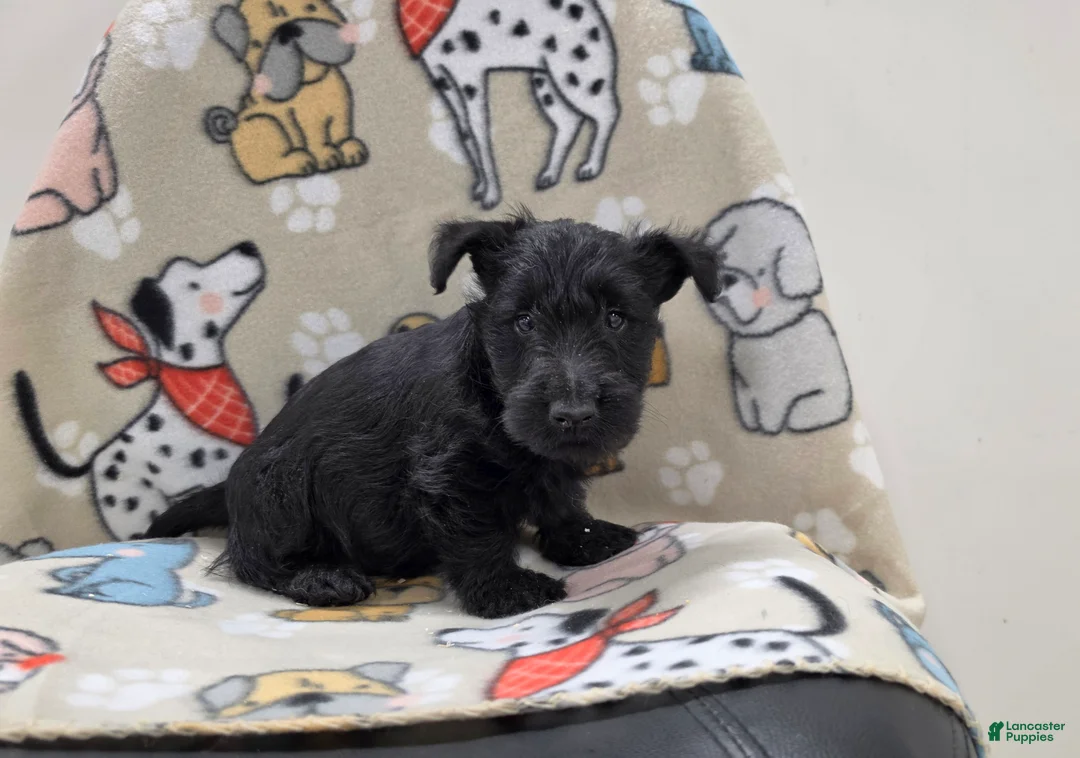 Scottish Terrier dogs for sale: Violet - Ad 2