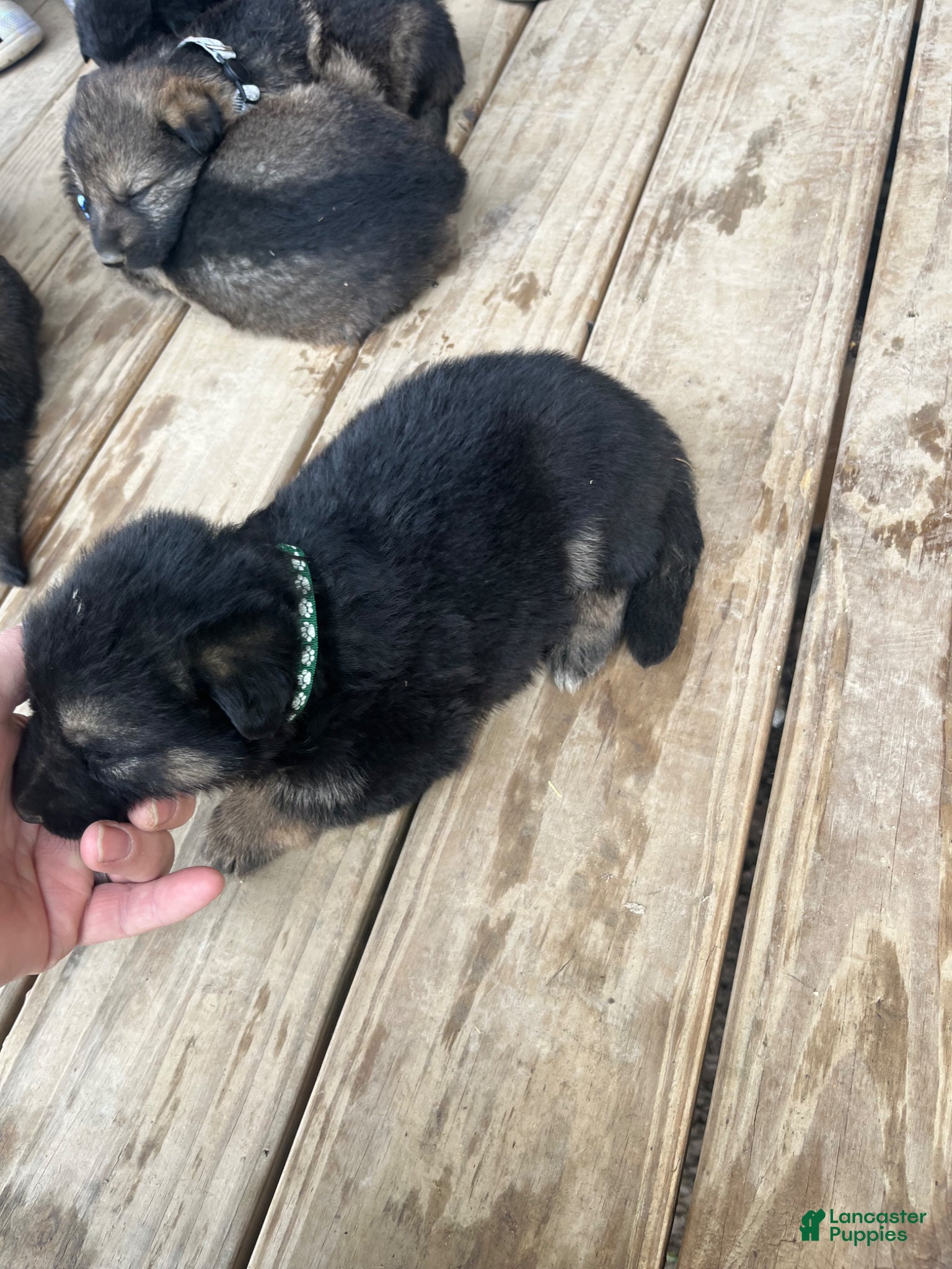 German Shepherd dogs German Shepherd Puppy 3 - Ad 10