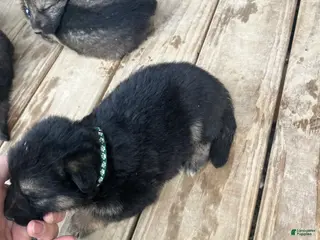 German Shepherd dogs German Shepherd Puppy 3 - Ad 5