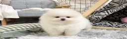 Pomeranian dogs for sale: Carter - Ad 3