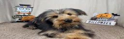 Yorkshire Terrier dogs for sale: Yorkshire Terrier 1 - Ad 1