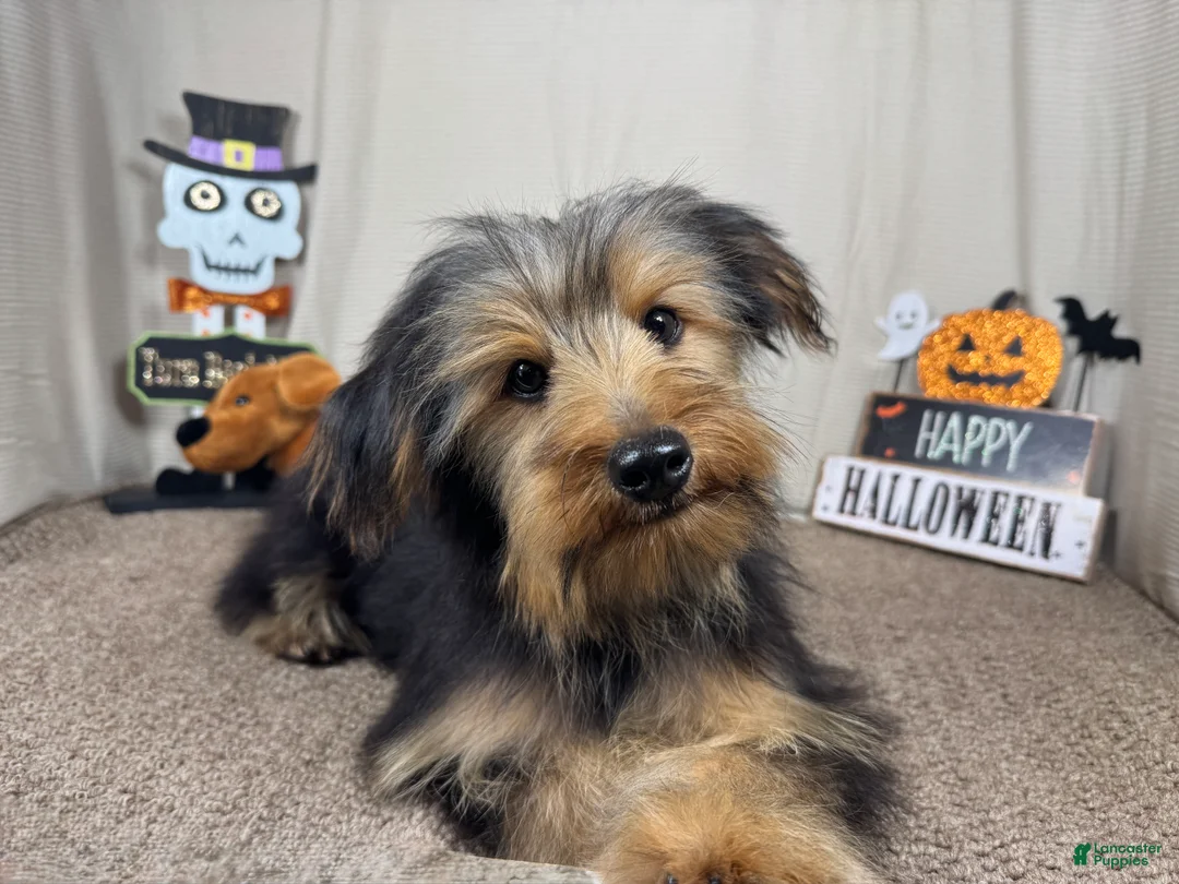 Yorkshire Terrier dogs for sale: Yorkshire Terrier 1 - Ad 1