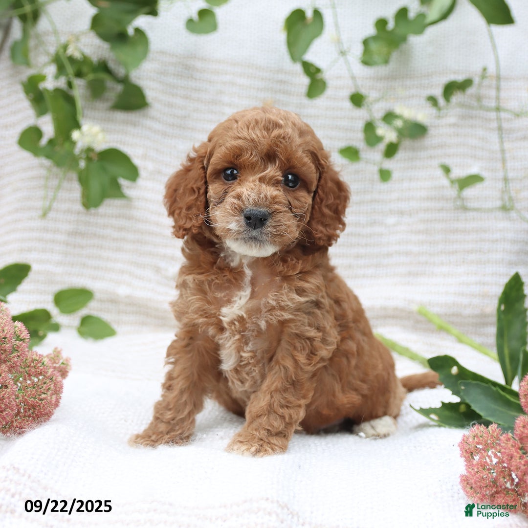 Cockapoo dogs for sale: Curtis - Ad 12