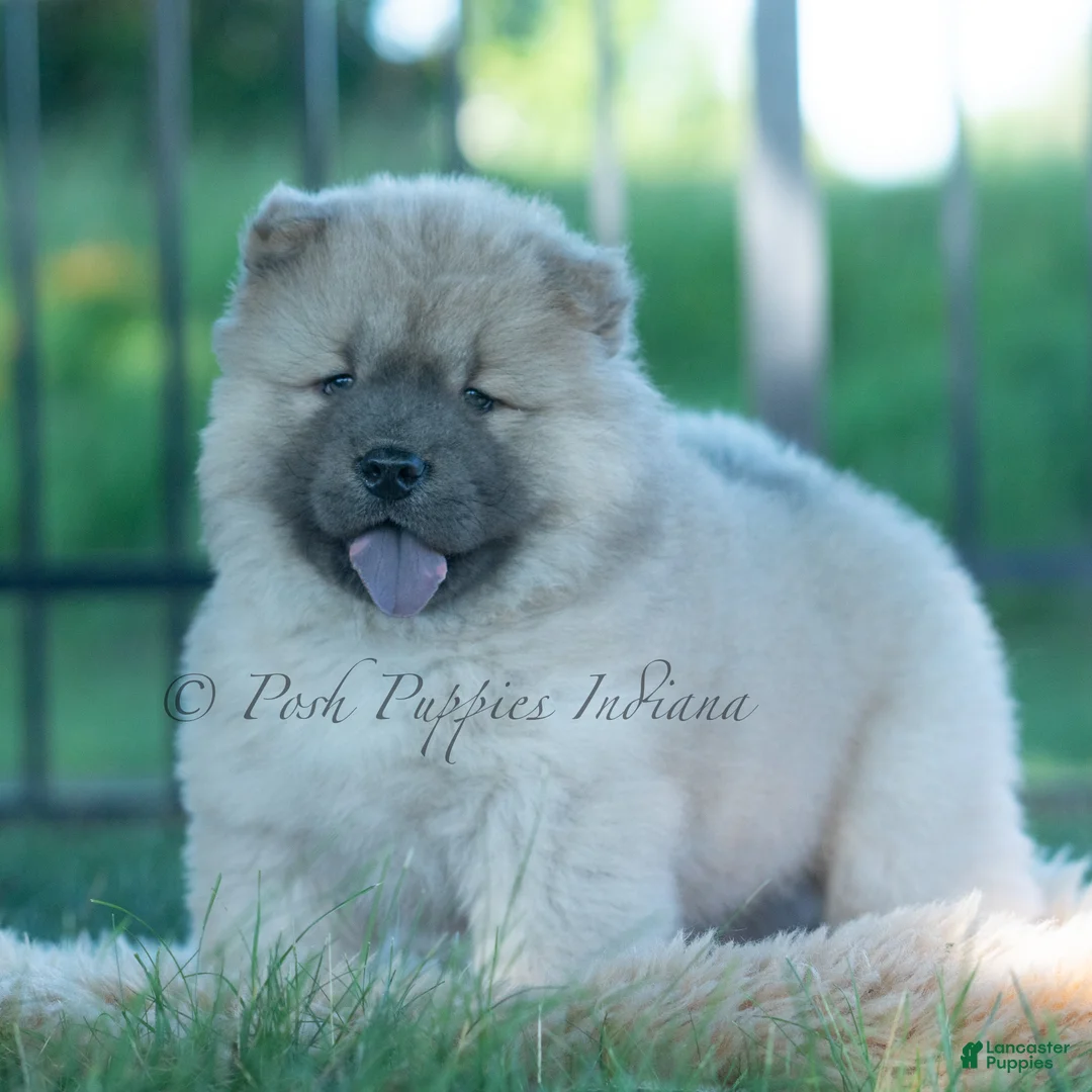 Chow Chow dogs for sale: Vision - Ad 2