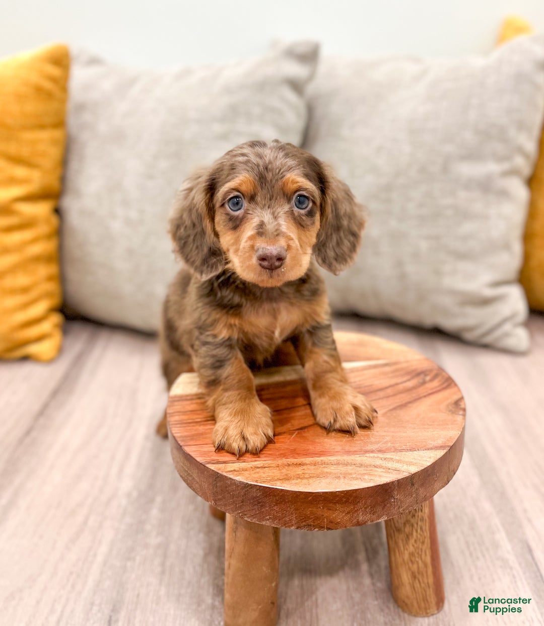 Miniature Dachshund dogs for sale: Mason - Ad 2
