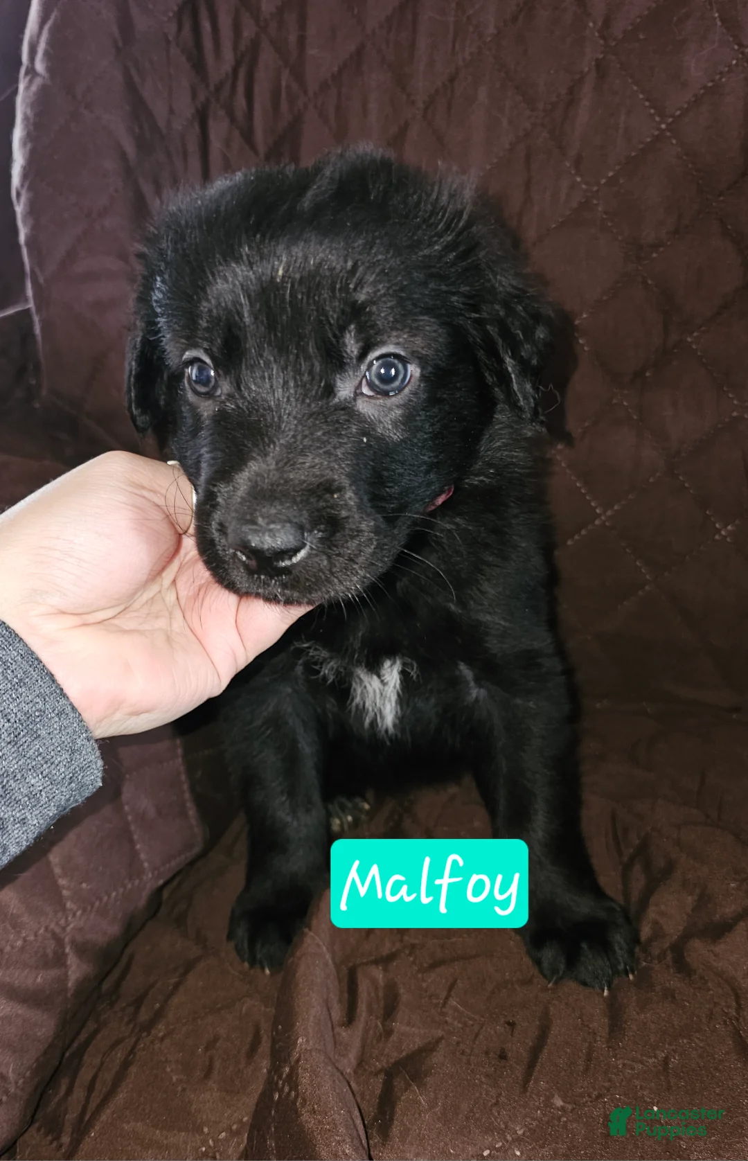 Golden Shepherd dogs for sale: Malfoy - Ad 1