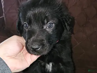 Golden Shepherd dogs Malfoy - Ad 3