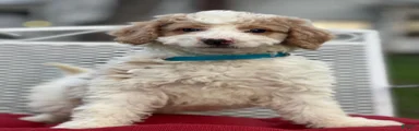 Merlin