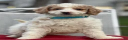 Mini Goldendoodle dogs for sale: Merlin - Ad 1