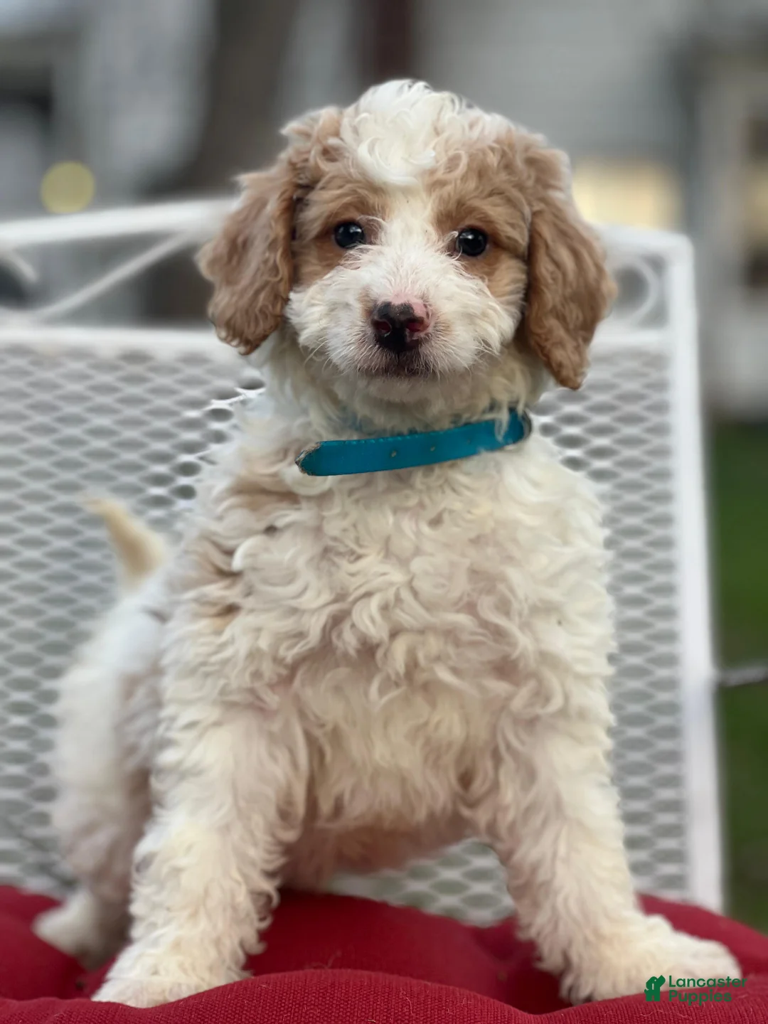 Mini Goldendoodle dogs for sale: Merlin - Ad 1