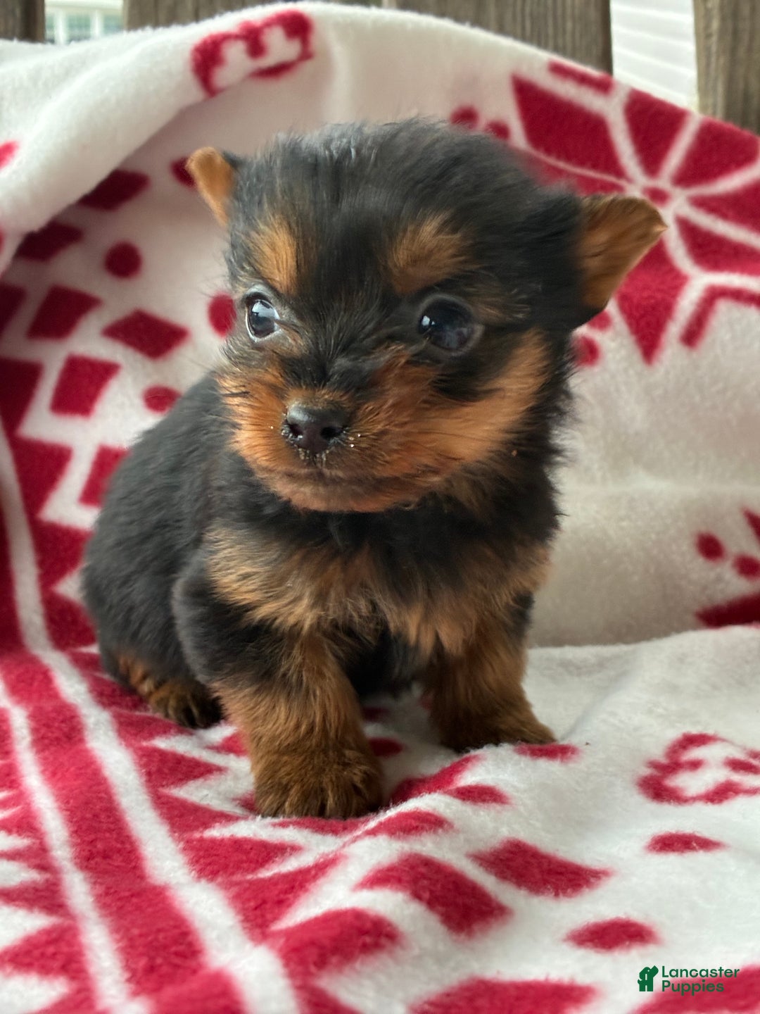 Yorkshire Terrier dogs for sale: Lily - Ad 3
