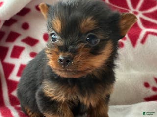 Yorkshire Terrier dogs Lily - Ad 12