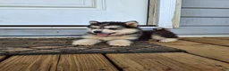 Pomsky dogs for sale: Dante  - Ad 5