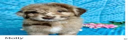 Mini Aussiedoodle dogs for sale: Molly - Ad 1