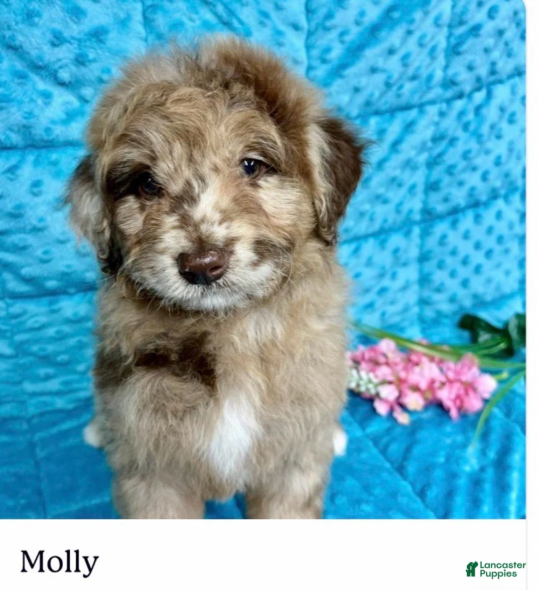 Mini Aussiedoodle dogs for sale: Molly - Ad 1