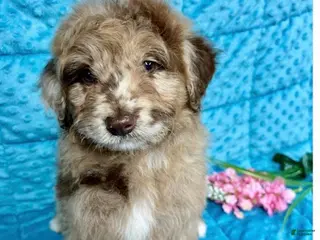 Mini Aussiedoodle dogs Molly - Ad 33