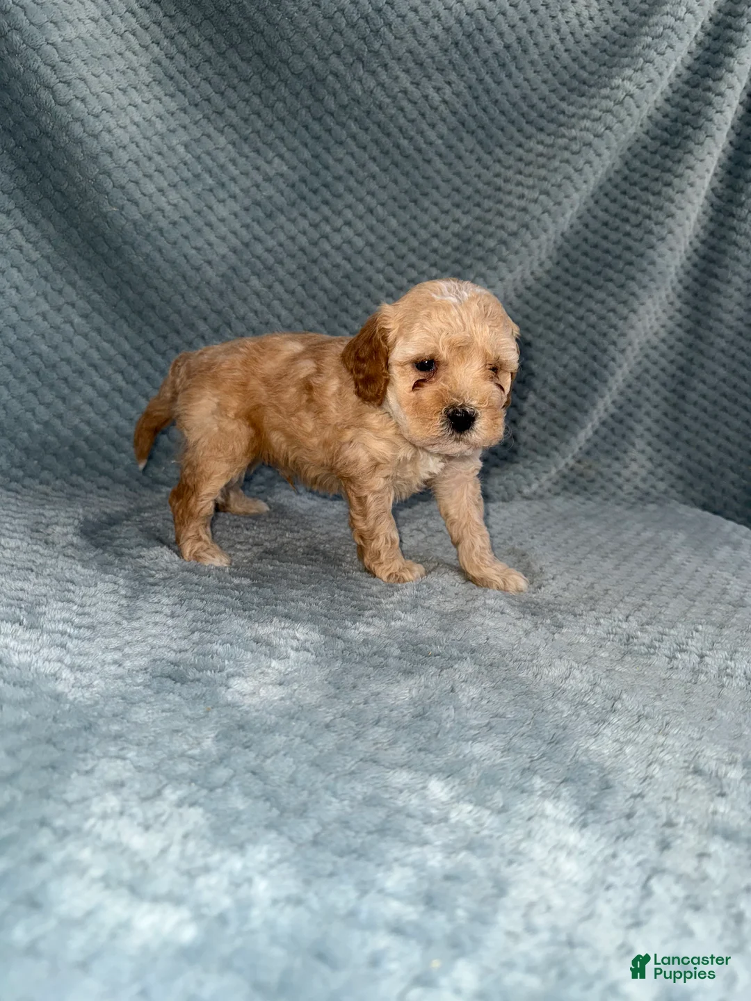 Cavapoo dogs for sale: Cavapoo Puppy 3 - Ad 9