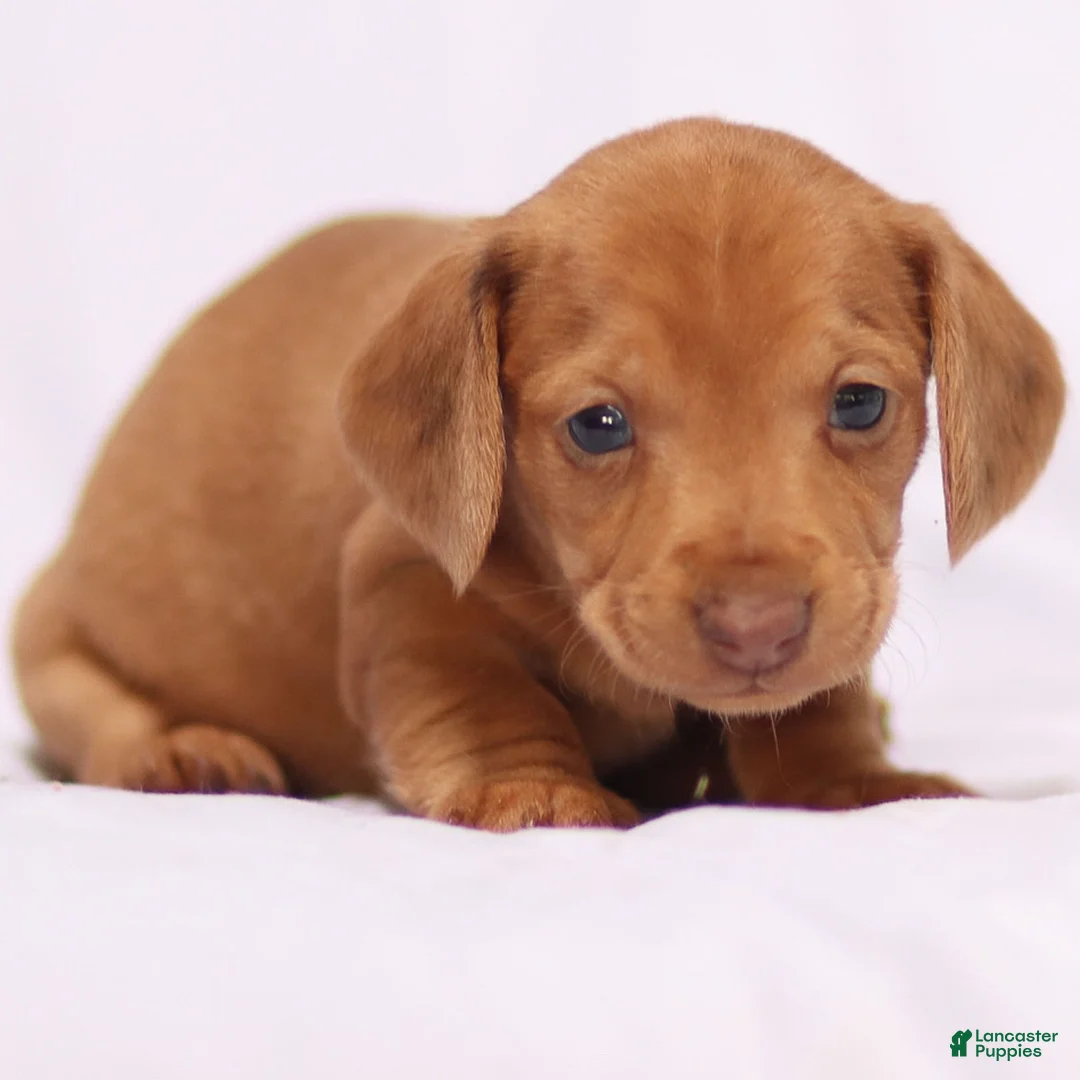 Miniature Dachshund dogs for sale: Meredith - Ad 6
