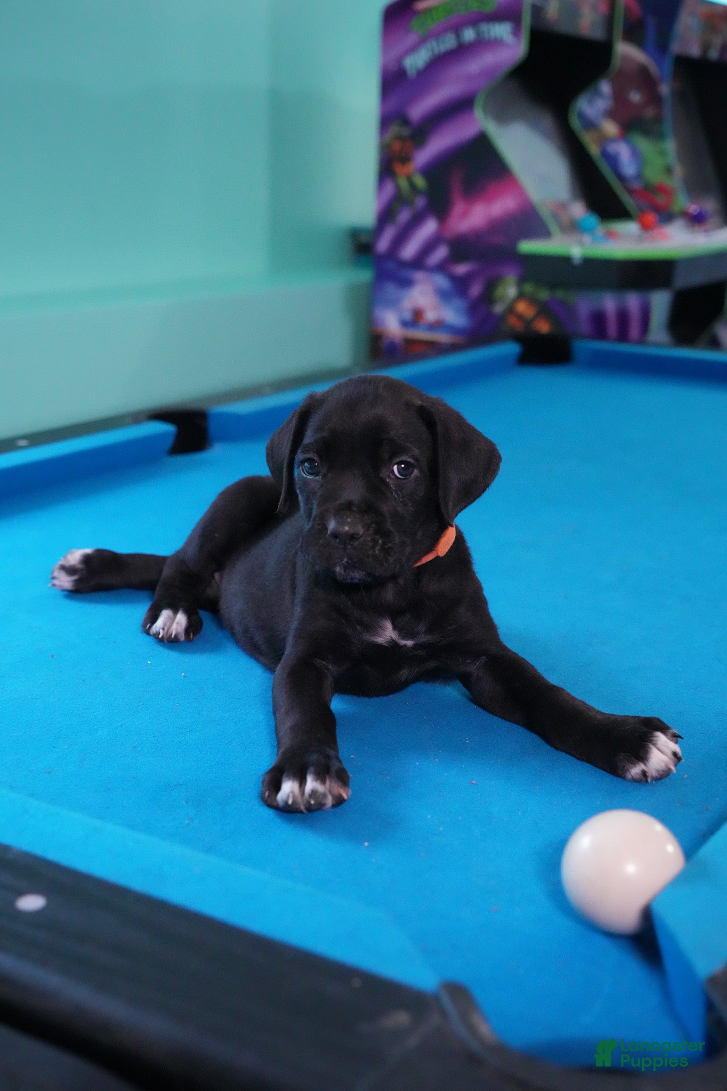 Cane Corso dogs Jean Gray - Ad 1
